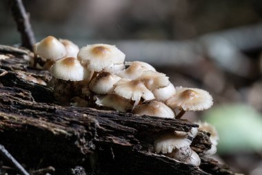 Ağaçların altında büyüyen mantarlar gizli bir ormanın derinliklerinde