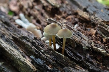 Ağaçların altında büyüyen mantarlar gizli bir ormanın derinliklerinde