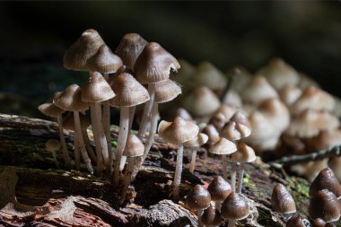 Ağaçların altında büyüyen mantarlar gizli bir ormanın derinliklerinde