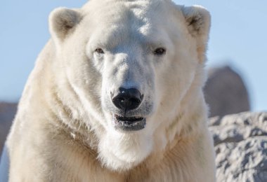 male polar bear is full grown and relaxes on the rocks on a sunny day in the winter time