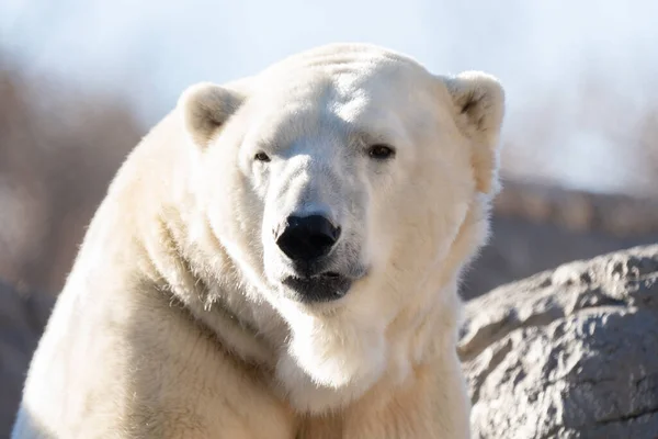 Male Polar Bear Full Grown Relaxs Rocks Sunny Day Winter — Stockfoto