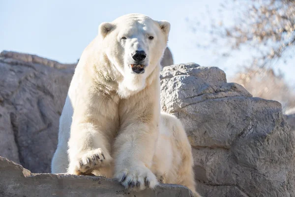 Male Polar Bear Full Grown Relaxes Rocks Sunny Day Winter — Stockfoto