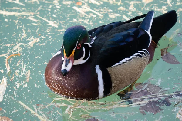 Macho North Amercian Wood Duck Tiene Una Cabeza Verde Brillante — Foto de Stock