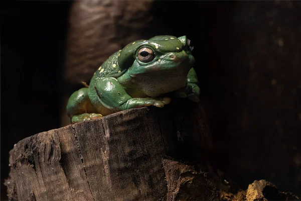 Vibrant Grenouille Des Arbres Magnifique Est Perché Sur Tronc Arbre — Photo