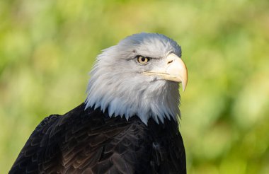Yetişkin Amerikan kel kartalı erkek, yakın plan bir portre çekiyor.
