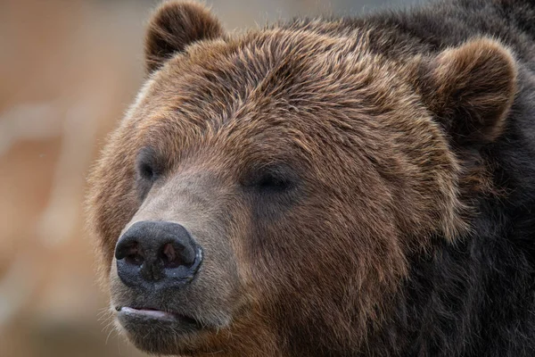Erwachsener Grizzlybär Bekommt Einem Sonnigen Tag Ein Kopfschuss Porträtbild — Stockfoto