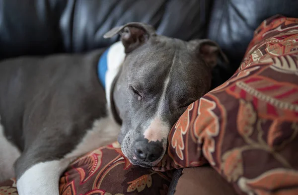 Viejo Pitbull Perro Está Durmiendo Sofá —  Fotos de Stock