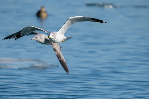 Seagull Wings Spread Soars Cold Waters Winter Vibrant Sunny Day — Stock Photo, Image