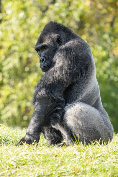 在阳光明媚的日子里 成年雄性银背大猩猩在树下获得了特写 — 图库照片