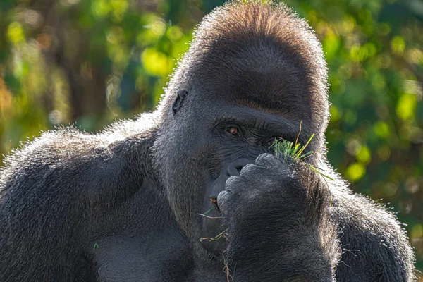 Adult Male Silver Back Gorilla Gets Close Sunny Day Trees — Stock Photo, Image