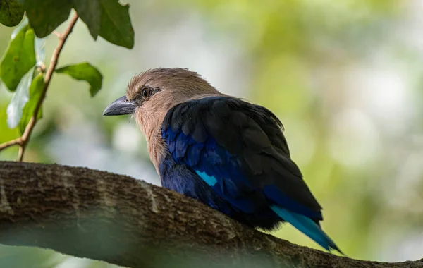 Adulto Azul Barriga Rolo Fica Close Empoleirado Alto Acima Você — Fotografia de Stock