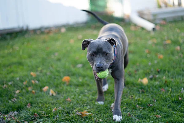 Pitbull Szczeniak Czeka Aby Grać Aport Piłką Tenisową — Zdjęcie stockowe