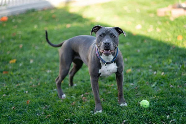 Pitbull Cachorro Está Esperando Para Jugar Buscar Con Una Pelota — Foto de Stock