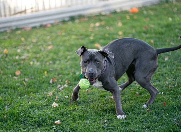 Vrouwelijke Pitbull Puppy Speelt Vangen Met Een Tennisbal — Stockfoto