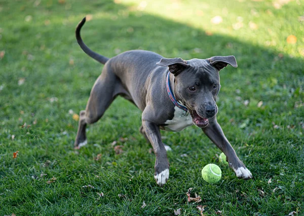 Vrouwelijke Pitbull Puppy Speelt Vangen Met Een Tennisbal — Stockfoto