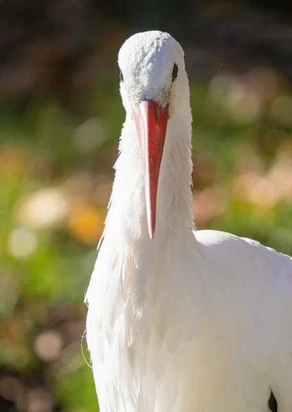 Adult White Stork Feeding Wetlands Sunny Day — Stock Photo, Image