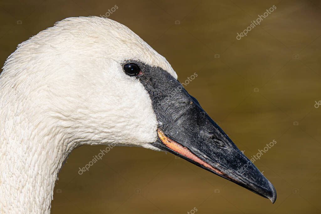 trumpeter swan poses for a side profile picture on a sunny day