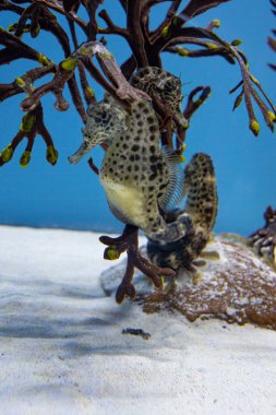 Hamile erkek deniz atı bir akvaryumda tutsak.