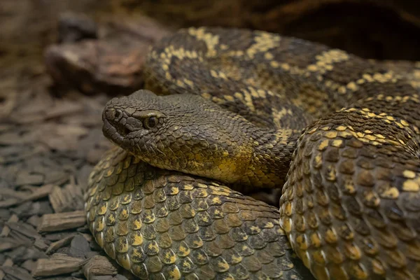 Mojave Rattlesnake Gets Head Shot While Coiled Large Rock — Stock Photo, Image