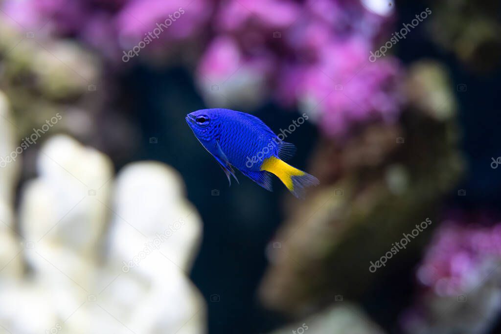 vibrant yellow tail damsel fish gets a closeup in a fish tank