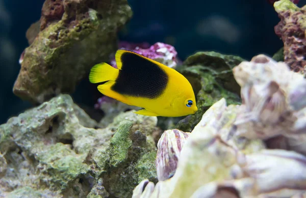 Rock Beleza Angelfish Aquário Está Procura Comida Suas Rochas — Fotografia de Stock
