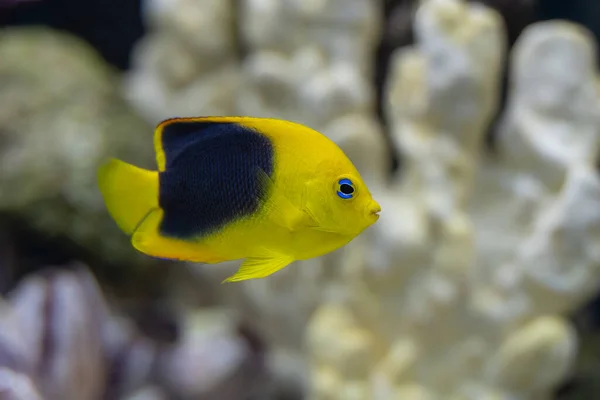 Rock Beleza Angelfish Aquário Está Procura Comida Suas Rochas — Fotografia de Stock