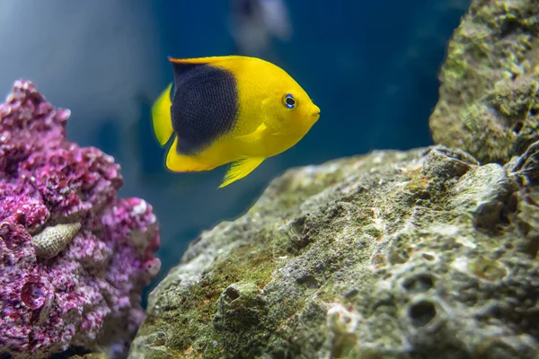 Akvaryumdaki Taş Gibi Melek Balığı Kayalarınızda Yiyecek Arıyor — Stok fotoğraf