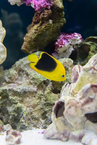 Akvaryumdaki Taş Gibi Melek Balığı Kayalarınızda Yiyecek Arıyor — Stok fotoğraf