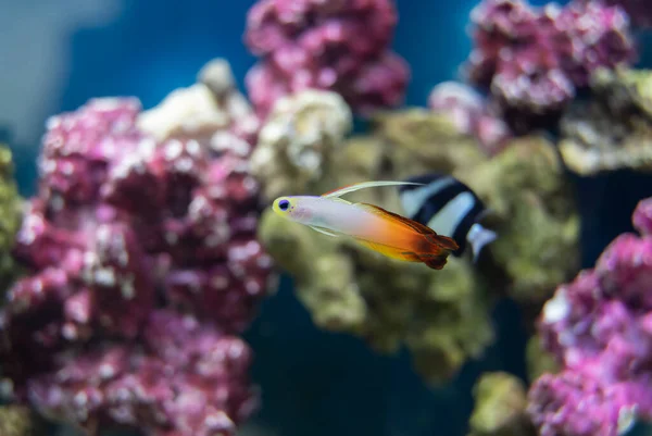 Firefish Aus Nächster Nähe Einem Aquarium Mit Geringer Schärfentiefe — Stockfoto