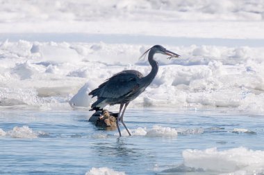 Mavi balıkçıl, güneşli bir günde donmuş nehirden bir balık yakaladı.