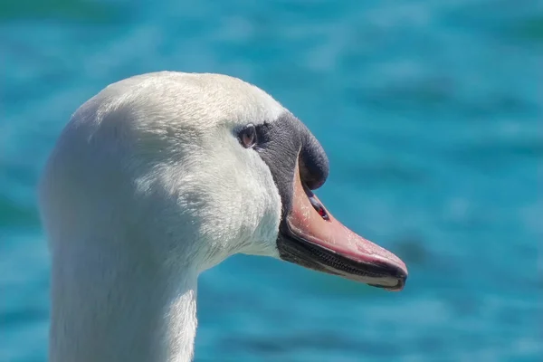 Mute Swan Gets Portrait Close Vibrant Sunny Day River Bank — Stock Photo, Image