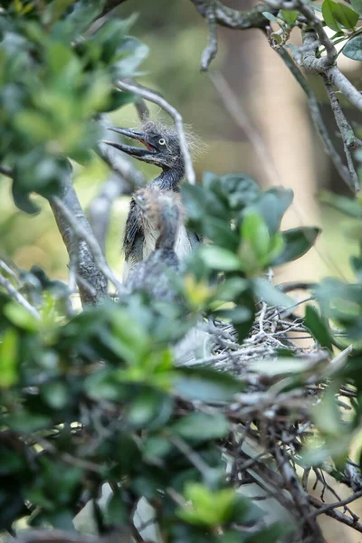 Büyük mavi balıkçıl yavrusu annesinin yuvaya dönmesini bekliyor.