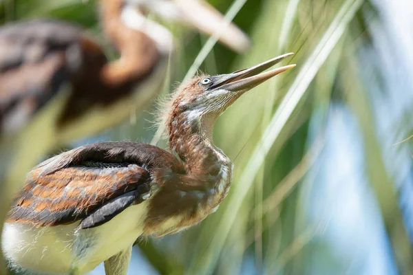 Great Blue Heron Chick Tree Limb Wetlands Sunny Day — Stock Photo, Image