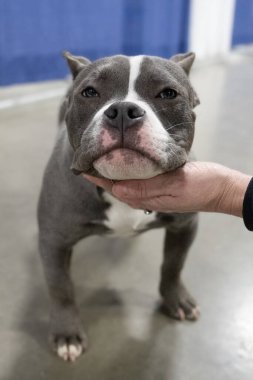 Michigan Kış Köpek Klasik Sergisi 13 Şubat 2022 'de Novi, Michigan' da