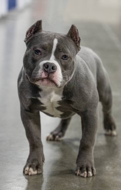 Michigan Kış Köpek Klasik Sergisi 13 Şubat 2022 'de Novi, Michigan' da