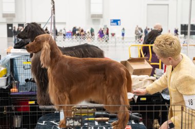 Michigan Kış Köpek Klasik Sergisi 13 Şubat 2022 'de Novi, Michigan' da