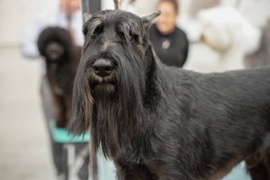 Michigan Kış Köpek Klasik Sergisi 13 Şubat 2022 'de Novi, Michigan' da