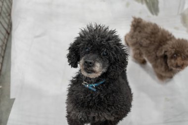 Michigan Kış Köpek Klasik Sergisi 13 Şubat 2022 'de Novi, Michigan' da