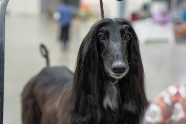Michigan Kış Köpek Klasik Sergisi 13 Şubat 2022 'de Novi, Michigan' da