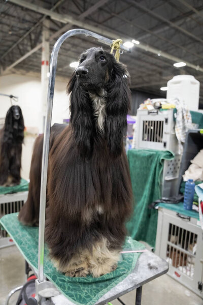 Michigan Winter Dog Classic Exposition in Novi, Michigan on February 13, 2022