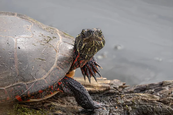 Erwachsene Gemalte Schildkröte Nahaufnahme Porträt Natürlichem Lebensraum See — Stockfoto