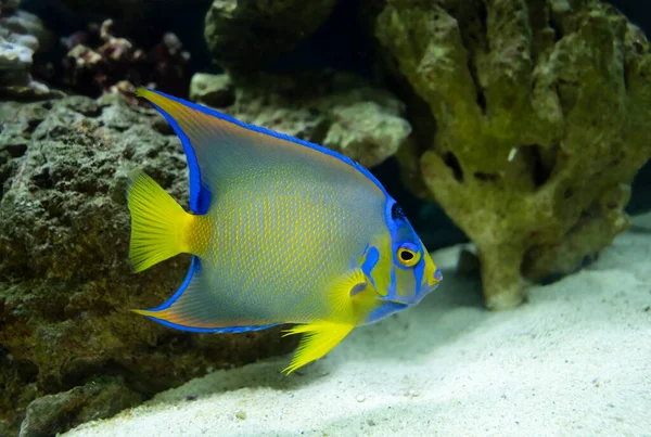 Vibrante Rainha Angelfish Close Cativeiro Nada Aquário — Fotografia de Stock