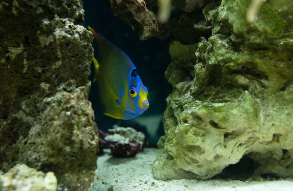 Vibrante Rainha Angelfish Close Cativeiro Nada Aquário — Fotografia de Stock