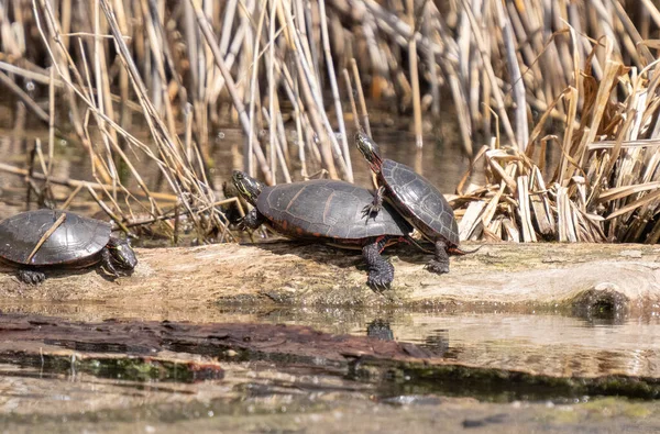 Schildkröte Auf Baumstamm Sonnt Sich Der Sonne See — Stockfoto