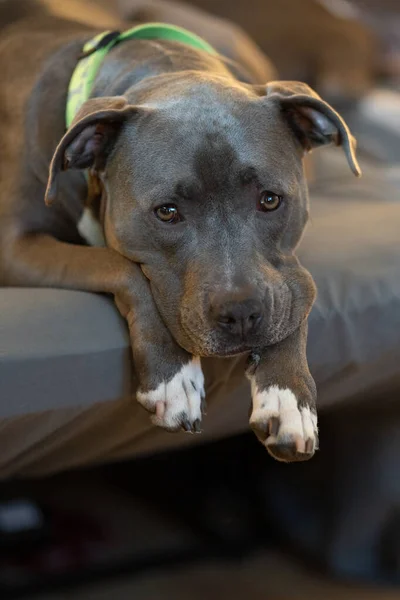 Pitbull Puppy Bored Your Couch — Stock Photo, Image