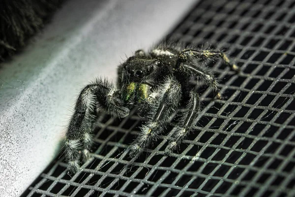 Salto Araña Alza Una Pantalla Ventana Para Una Macro Cerca — Foto de Stock