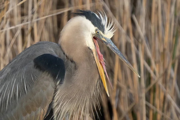 Großer Blauer Reiher Watet Einem Sonnigen Tag Den Untiefen Der — Stockfoto