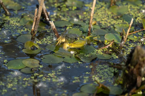 Zelená Žába Zblízka Sedí Liliové Podložce Slunečný Den Mokřinách — Stock fotografie