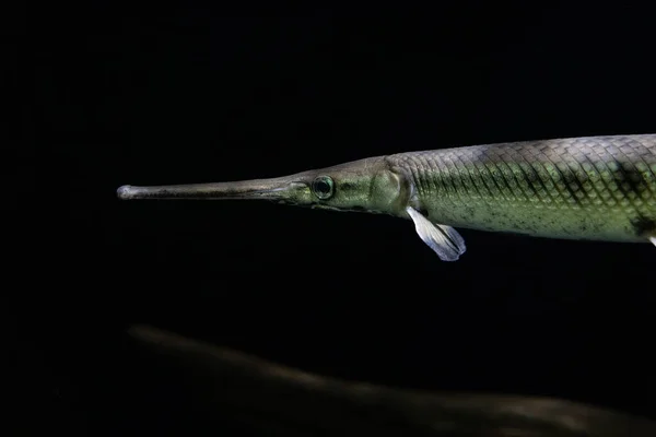 Long Nose Gar Fish Swimming Fish Tank Gets Close — Stock Photo, Image