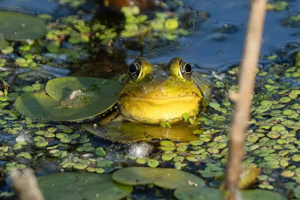 Grenouille Verte Près Assis Sur Tapis Lis Par Une Journée — Photo